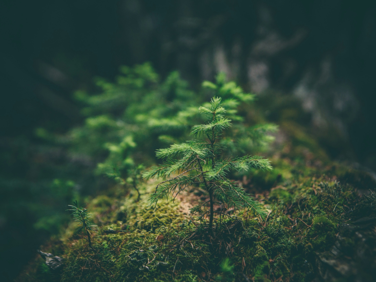 matthew-smith-Rfflri94rs8-unsplash